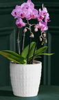 Phalaenopsis Mini