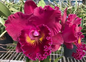 Cattleya Rlc Shang Ding Red Dragon