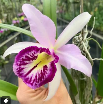 Cattleya Bc Taiwan Big Lip