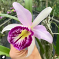 Cattleya Bc Taiwan Big Lip