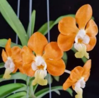 Vanda Denisoniana ‘Orange’ x sib