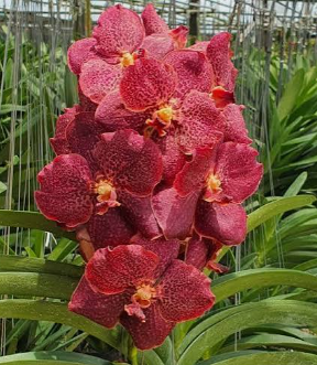 Vanda Kulwadee Fragrance Blitz Hearthorb Red Orange
