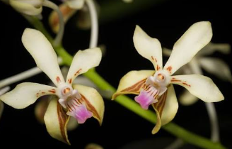 Vanda Lamellata