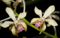 Vanda Lamellata
