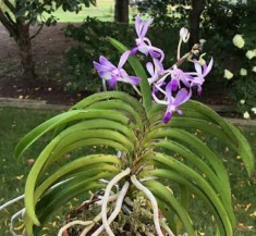 Vanda Neostylis Lou Sneary