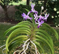 Vanda Neostylis Lou Sneary