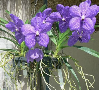 Vanda Pachara Delight Celtic Blue
