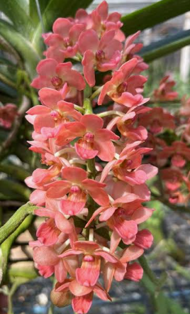 Vanda Rhy Gigantea “Orange”