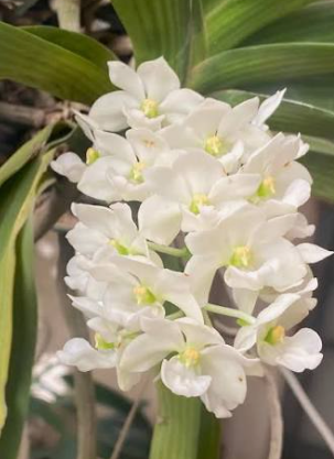 Vanda Rhy Gigantea var Alba
