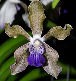 Vanda Tessellata