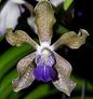 Vanda Tessellata