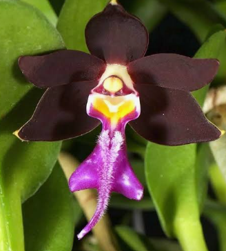Vanda Trichoglottis Philippinensis var Brachiata