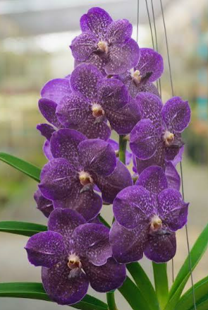Vanda Wirat x Kasem's Delight