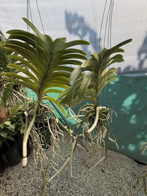 Vanda Pachara Delight Celtic Blue