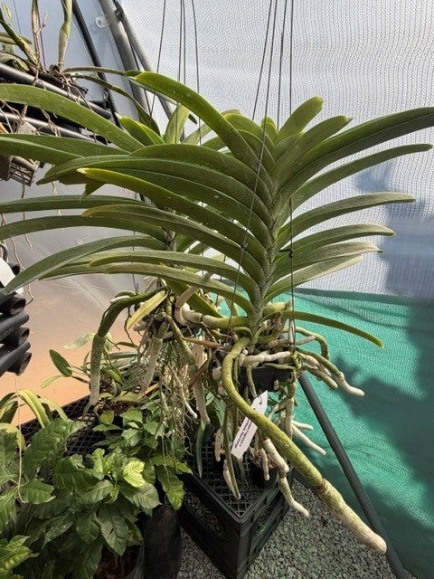 Vanda Kulwadee Fragrance Blitz Hearthorb Red Orange