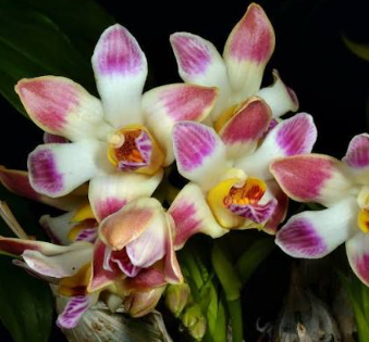 Catasetum Chysis Limminghei